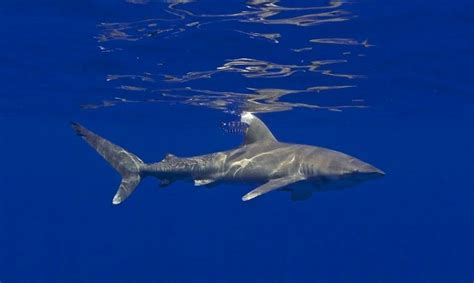 Oceanic Whitetip Shark Facts, Habitat, Diet, Life Cycle, Pictures