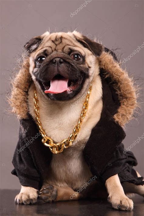 Rapper Dog — Stock Photo © indi999 #73118347