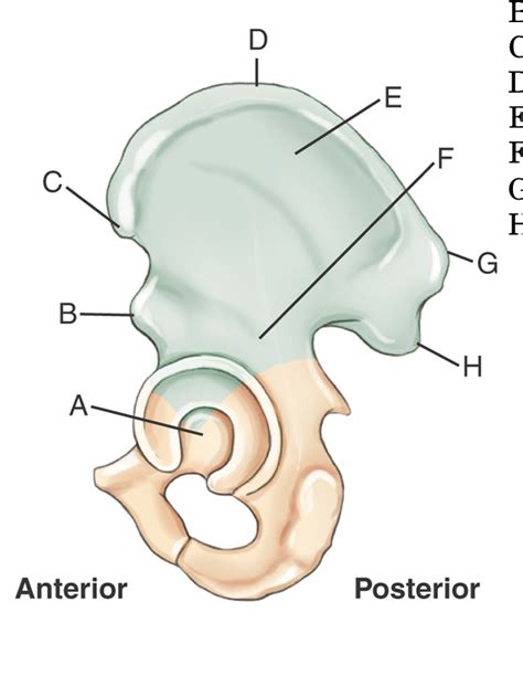 Ilium anatomy Review Diagram | Quizlet