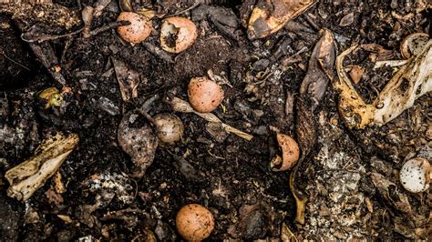 compost | Philip Cohen | Flickr