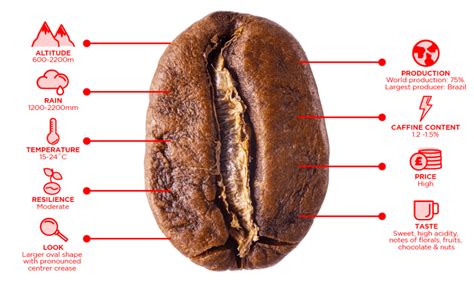 What is Arabica and Robusta Coffee? - Liquidline