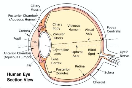 Ocular Adnexa Overview & Anatomy - Video & Lesson Transcript | Study.com