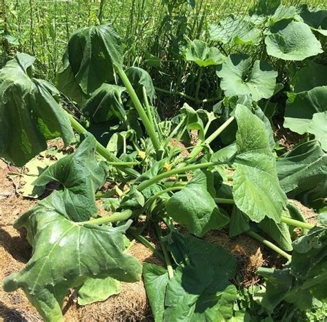 How to Control Squash Vine Borers Organically - Sustainable Gardening News