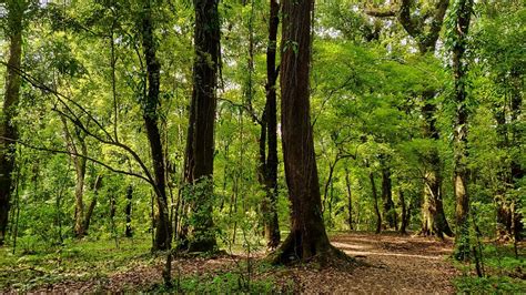 Mawphlang Sacred Forest: A must-visit place in Meghalaya