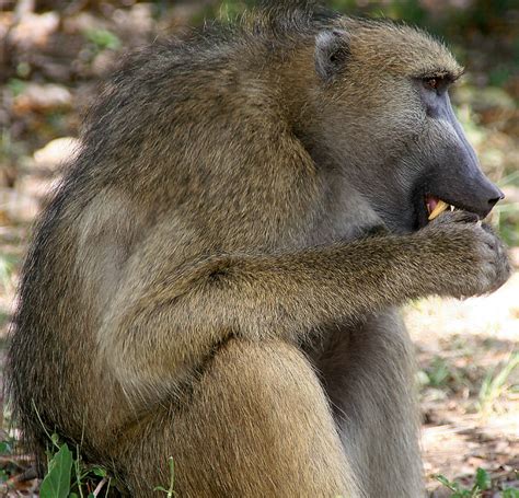 Baboons - Facts and photos