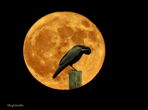 Halloween Blue Moon | The full moon on Halloween is a rare o… | Flickr