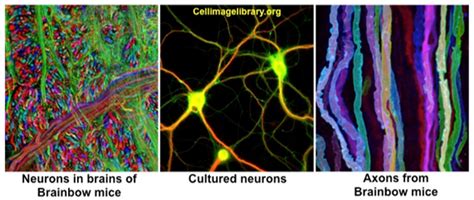 Human Structure Virtual Microscopy