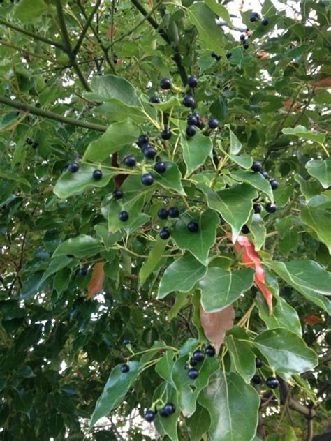 Cinnamomum Camphora Tree 10 Seeds Camphor Laurel Medicinal - Etsy