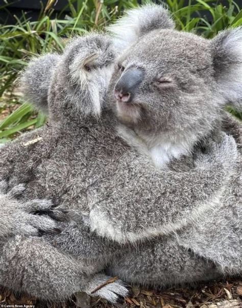 Adorable Koalas Cuddle With Each Other At Australian Reptile Park - Dimplify