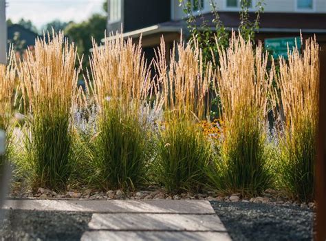 8 Beautiful Ornamental Grasses for Zone 5 Gardens