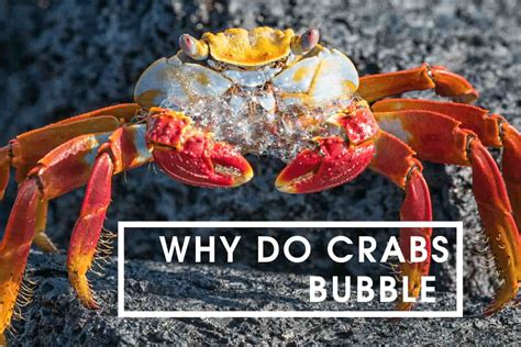 Why Do Crabs Bubble At The Mouth? - Shrimp and Snail Breeder