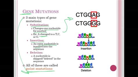 Types of Point Mutations - YouTube