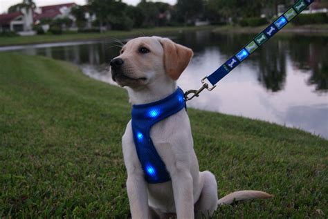 Dog-e-Glow LED Dog Collars, Leashes and Harnesses. Lighted Dog Collars ...