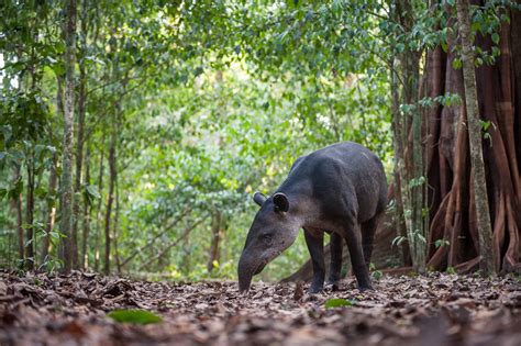 Baird’s Tapir | Sean Crane Photography