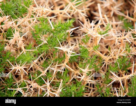 Thorny shrub Stock Photo - Alamy