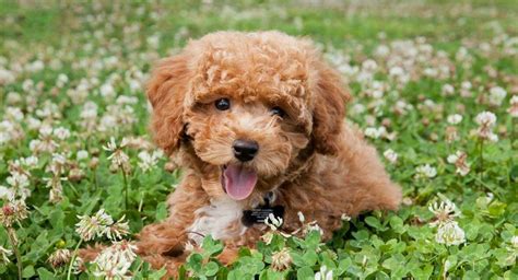 Bichon Poodle Mix - The Bich Poo Teddy Bear Puppy | Teddy bear puppies, Teddy bear dog, Poodle mix