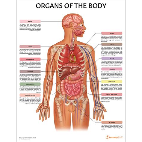 Human Body Organs Diagram Simple