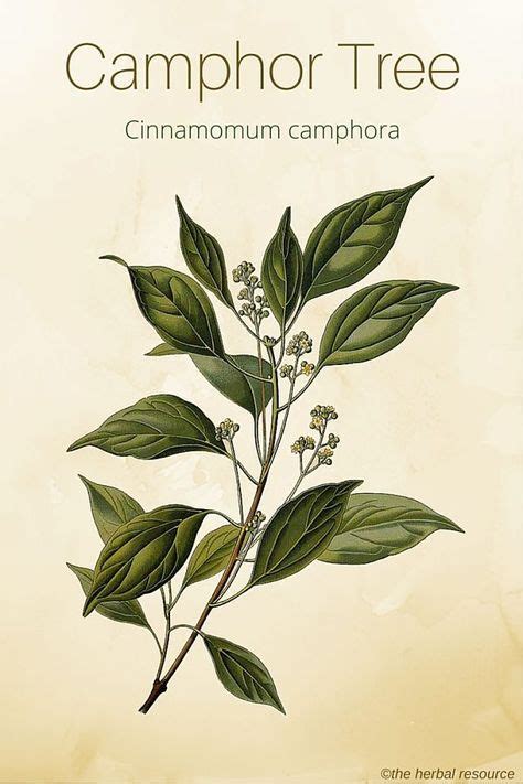 Camphor Tree Uses, Benefits and Side Effects | Medical herbs, Herbalism ...