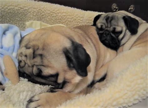 [VIDEO] The Beautiful Sounds Of Snoring Pugs – Doggie Outpost