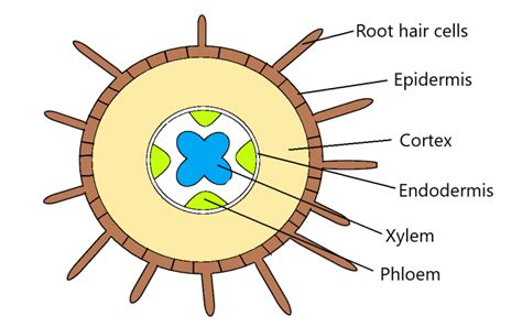 Plant Transport - IGCSE Biology Notes (2020)