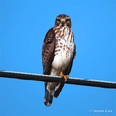 Birds of Prey | Noni Cay Photography