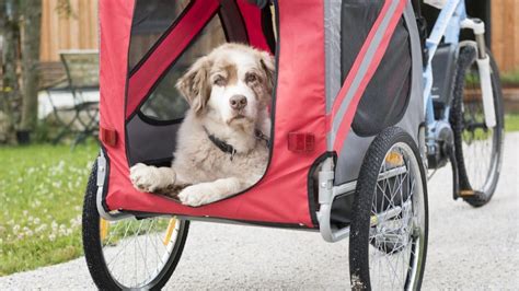 The 11 Best Dog Dog Bike Trailers, Carriers, and Baskets