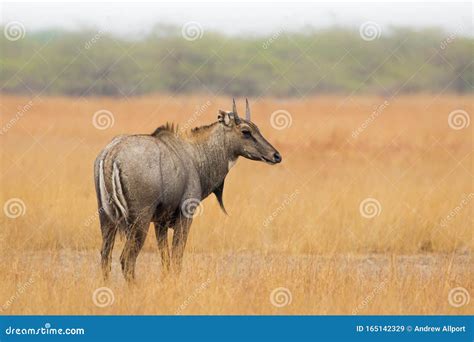 Male Nilgai in Grassland Habitat Stock Image - Image of blue, outdoor ...