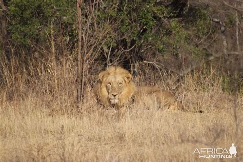 Saving Africa's Lions Will Rely On Evidence Around Trophy Hunting Not ...