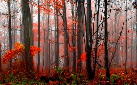 Fog, autumn, forest - Beautiful views wallpapers: 1920x1200