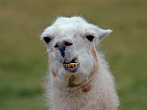 All Wallpapers: Llama hd Wallpapers 2013