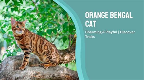 Orange Bengal Cat: Charming & Playful | Discover Traits