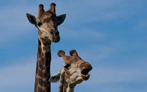 Wallpaper giraffe, face, neck, profile, spots hd, picture, image