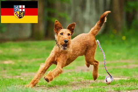 Irish Terrier breeders and puppies in Saarland - Dogweb.co.uk