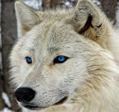 65+ White Wolf Names | The Dogman