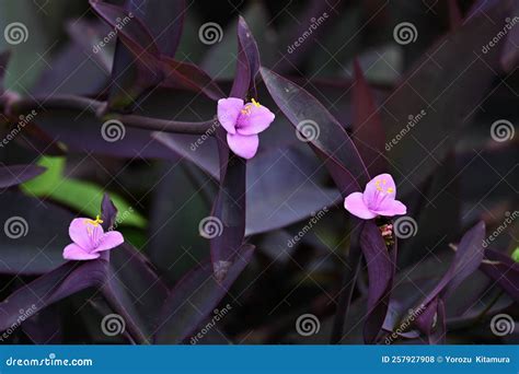 Tradescantia Pallida `Purpurea` Purple Heart Flowers. Stock Photo ...