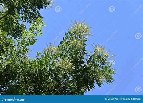 Japanese Pagoda Tree ( Sophola Japonica ) Leaves and Flowers. Stock ...