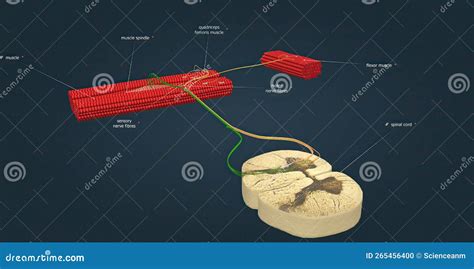 Sensory Nerve Fibers Innervate Muscles and Tendons Stock Illustration - Illustration of receptor ...