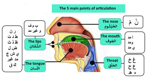 Articulation Points of Arabic Letters | Tajweed Rules