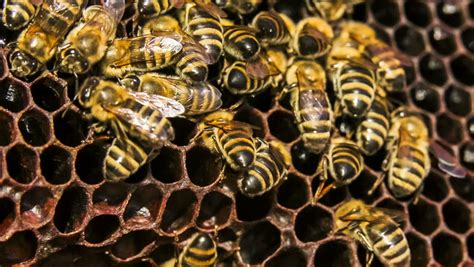 Close-up Shot Of A Group Of Bees Eating Honey In Honeycomb. Time Lapse Stock Footage Video ...