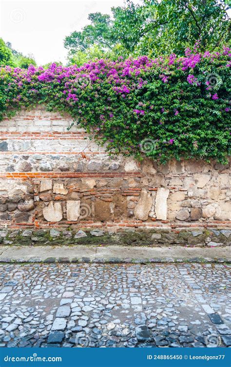 Wall with Bougainvillea Flowers Stock Photo - Image of building, plant ...