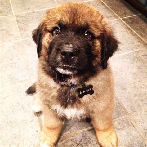 St. Bernard/Newfoundland mix - i eventually want one!