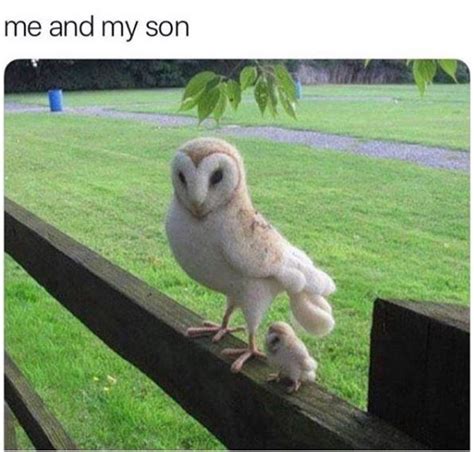 What A Hoot: 20 Owl Memes | Baby owls, Animals, Animals beautiful