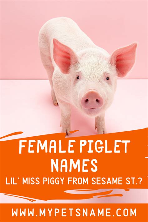 How about naming your new female pig Miss Piggy after the Sesame Street ...