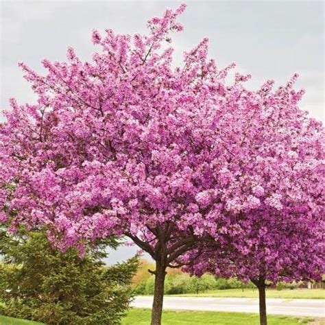 Cercis chinensis Avondale