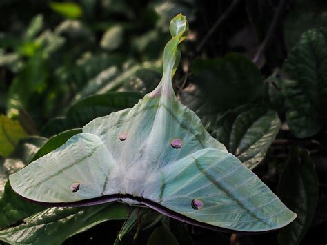 Luna Moth Wallpaper HD 74617 - Baltana