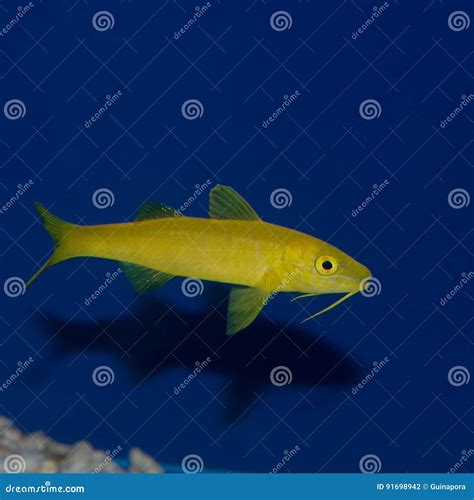 Yellow Goatfish Also Known As Yellowsaddle, Is A Species Of Goatfish ...