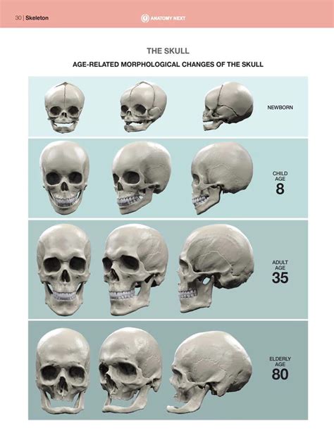 Human Face and unit of measurement – PinkMirror Blog