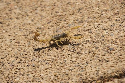 Desert Striped Scorpion Scorpion Bug Venom Photo Background And Picture For Free Download - Pngtree