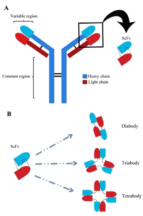 Antibodies | Free Full-Text | In Vivo Applications of Single Chain Fv (Variable Domain) (scFv ...