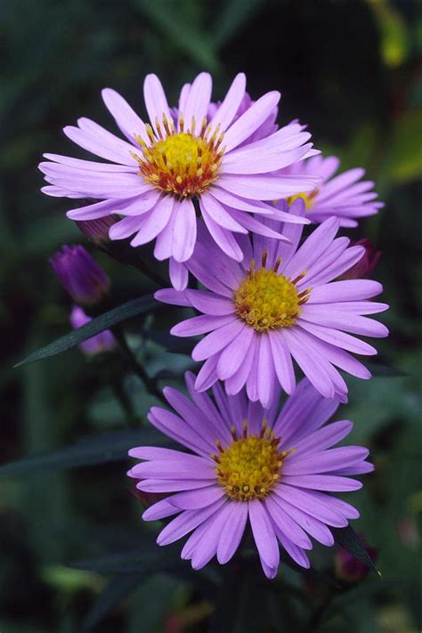 New York Aster Flowers (aster Sp.) Photograph by Dr. Nick Kurzenko ...